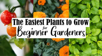 Making Gardening Simple: Beginner-Friendly Planting Tips